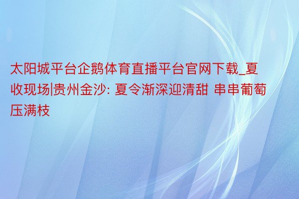 太阳城平台企鹅体育直播平台官网下载_夏收现场|贵州金沙: 夏令渐深迎清甜 串串葡萄压满枝